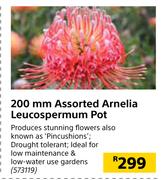 200mm Assorted Arnelia Leucospermum Pot