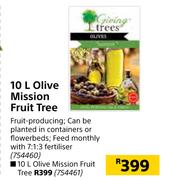 Giving Trees 10L Olive Mission Fruit Tree