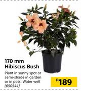170mm Hibiscus Bush