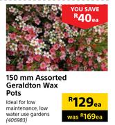 150mm Assorted Geraldton Wax Pots-Each