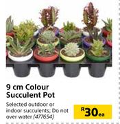9m Colour Succulent Pot-Each