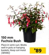 150mm Fuchsia Bush