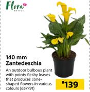 Flora 140mm Zantedeschia
