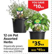 12cm Pot Assorted Herbs-Each