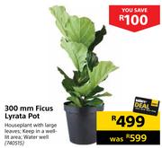 300mm Ficus Lyrata Poy