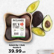 Avolands Ripe n Ready Avocados-4s Each