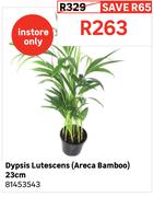 Dypsis Lutescens (Areca Bamboo) 23cm 81453543