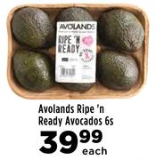 Avolands Ripe 'n Ready Avocados-6's Pack