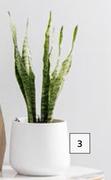 120mm Sansevieria Trifacsciata Pot Plant
