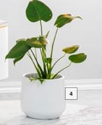 150mm Monstera Pot Plant