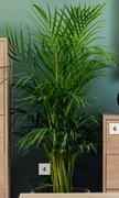 300mm Palm Bamboo Pot