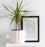 Sammy White Good Roots Pot