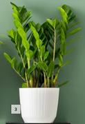 Ryfo White Pot