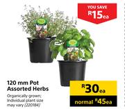 120mm Pot Assorted Herbs-Each