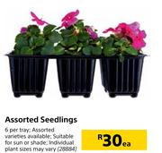 Assorted Seedlings-Each