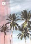 Designhouse Palm Tree Canvas 650mm x 450mm (Pink)