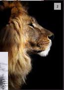 Designhouse Lion Pose Canvas 900mm x 600mm (Grey)
