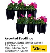 Assorted Seedlings-Per Tray