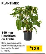 Plantimex 140mm Passiflora On Trellis