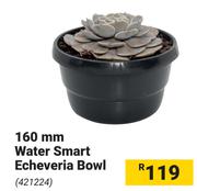 160mm Water Smart Echeveria Bowl