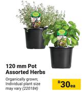 120mm Pot Assorted Herbs-Each