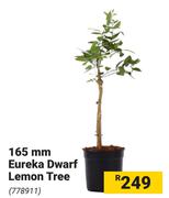 165mm Eureka Dwarf Lemon Tree