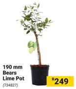 190mm Bears Lime Pot