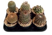 75mm Water Smart Succulent Pots