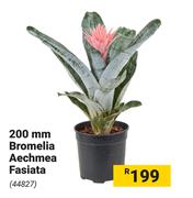 200mm Bromelia Aechmea Fasiata