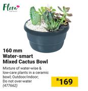 Flora 160mm Water Smart Mixed Cactus Bowl