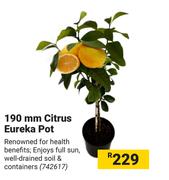 190mm Citrus Eureka Pot