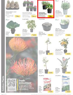 Builders : It's Bloomin Great Gardens Day (10 September - 07 October 2024), page 2