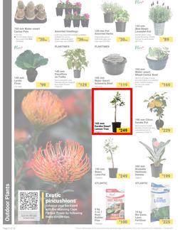 Builders : It's Bloomin Great Gardens Day (10 September - 07 October 2024), page 2