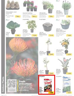 Builders : It's Bloomin Great Gardens Day (10 September - 07 October 2024), page 2