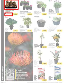 Builders : It's Bloomin Great Gardens Day (10 September - 07 October 2024), page 2