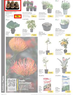 Builders : It's Bloomin Great Gardens Day (10 September - 07 October 2024), page 2