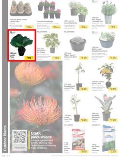 Builders : It's Bloomin Great Gardens Day (10 September - 07 October 2024), page 2