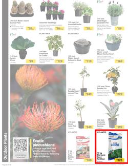 Builders : It's Bloomin Great Gardens Day (10 September - 07 October 2024), page 2