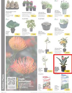 Builders : It's Bloomin Great Gardens Day (10 September - 07 October 2024), page 2
