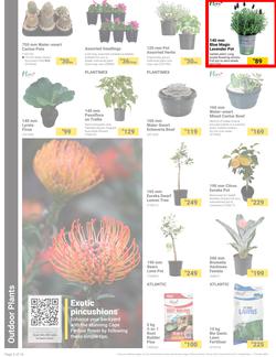 Builders : It's Bloomin Great Gardens Day (10 September - 07 October 2024), page 2