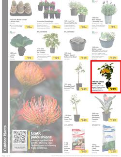 Builders : It's Bloomin Great Gardens Day (10 September - 07 October 2024), page 2