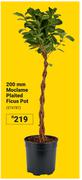 200mm Moclame Plaited Ficus Pot