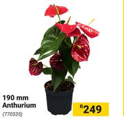 190mm Anthurium