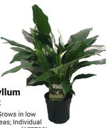 Flora 165 Spathiphyllum Patio Spath Pot