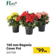 Flora 160mm Begonia Cover Pot-Each