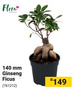 Flora 140mm Ginseng Ficus