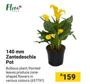 Flora 140mm Zantedeschia Pot