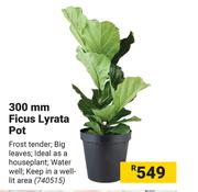 300mm Ficus Lyrata Pot