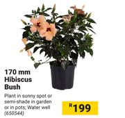 170mm Hibiscus Bush