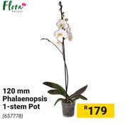 Flora 120mm Phalaenopsis 1 Stem Pot